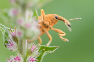 Lixus pulverulentus, close-up of adult on a plant Lixus pulverulentus, close-up of adult on a plant